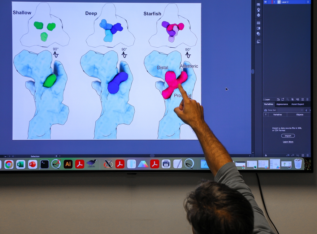 El Dr. Steven Mansoor, Ph.D. y su equipo de investigación de la Oregon Health & Science University ha descubierto una forma de apagar un receptor ligado a muchas enfermedades inflamatorias. Hicieron uso de técnicas avanzadas de imagenología para ver la estructura del receptor P2X7 una vez que se vincula a cinco antagonistas conocidos y uno nuevo que descubrieron. (OHSU/Christine Torres Hicks)