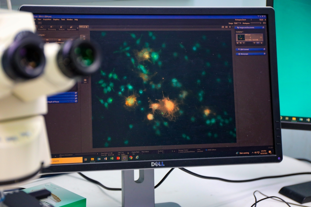 Plant compound research on a computer screen shows plant cells. New research led by OHSU finds that a type of plant-derived chemical compound found in flowers may be useful in treating cancer and demyelinating conditions like multiple sclerosis. (OHSU/Christine Torres Hicks)