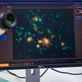 Natural compound found in flowers halts progression of MS, some cancers