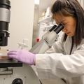 Haijiao Zhang, M.D., research in lab