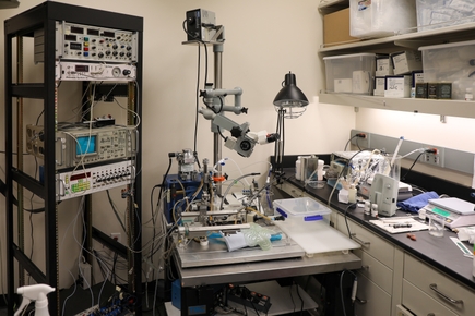 Investigadores de OHSU descubren cómo imitar la hibernación en animales que no hibernan 