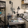 Investigadores de OHSU descubren cómo imitar la hibernación en animales que no hibernan 