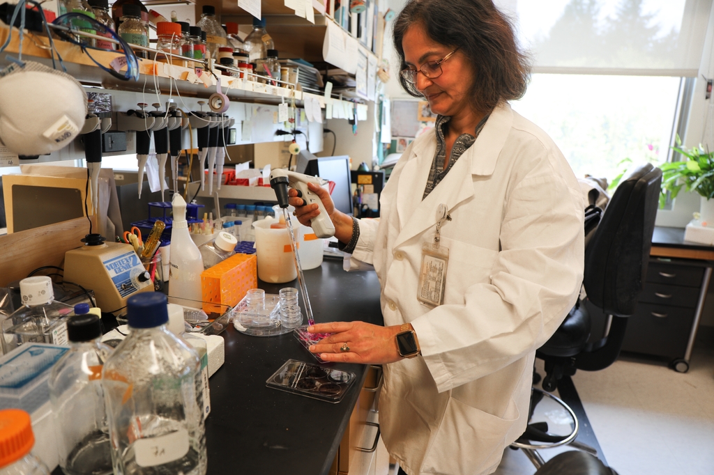 Image is of a person working in the lab with a white coat on and pipetting. In a new study, OHSU researchers in the Alireza Karimi lab, including Mini Aga, Ph.D., found that changes in the way the cells in the eye’s drainage system respond to physical forces could be connected to the higher eye pressure seen in patients with glaucoma. (OHSU/Christine Torres Hicks)
