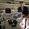 Lab-grown artificial blood vessels