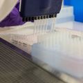 Investigadores de OHSU identifican un gen que podría ser clave para una futura vacuna contra el VIH