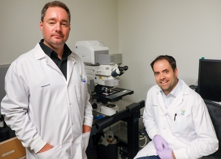 Los investigadores descubren una conexion entre la falta de reparacion de la cubierta protectora alrededor de los nervios y el dano neuronal