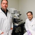 Los investigadores descubren una conexion entre la falta de reparacion de la cubierta protectora alrededor de los nervios y el dano neuronal