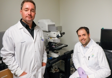 Los investigadores descubren una conexion entre la falta de reparacion de la cubierta protectora alrededor de los nervios y el dano neuronal