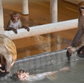 Oregon National Primate Research Center champions new methods for studies
