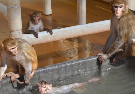 Oregon National Primate Research Center champions new methods for studies