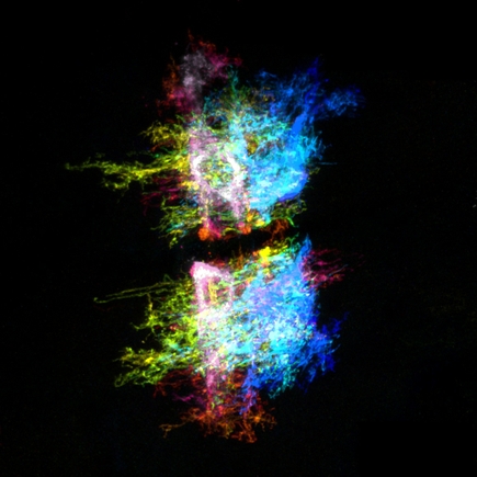 Two isolated astrocyes with pseudocolored membranes