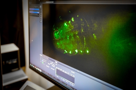 Una célula cerebral a menudo pasada por alto podría ayudar a prevenir enfermedades y desarrollar tratamientos