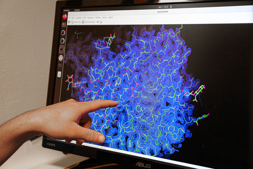 Image is a computer screen with blue, purple, and green dots all over in a clustered shape. Two new studies from the lab of Steven E. Mansoor, M.D., Ph.D., uncover how different P2X receptors work and provide key blueprints to developing drugs that block inflammation. (OHSU/Christine Torres Hicks)