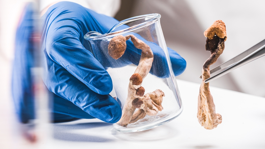 Psilocibina en una placa de investigación