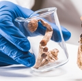 Psilocybin