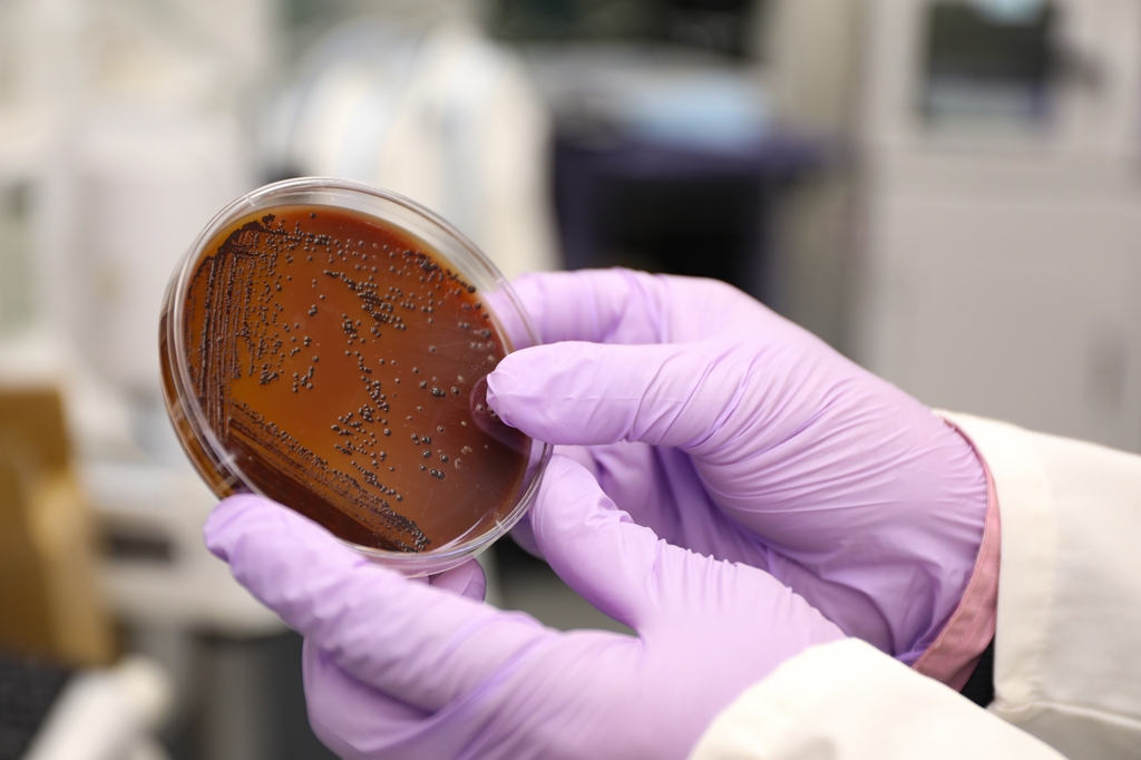 Oral bacteria culture grown in OHSU research laboratory
