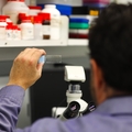 Researcher looking at a tissue slide in OHSU lab