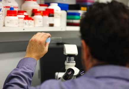 Researcher looking at a tissue slide in OHSU lab