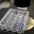 Research collaboration at OHSU