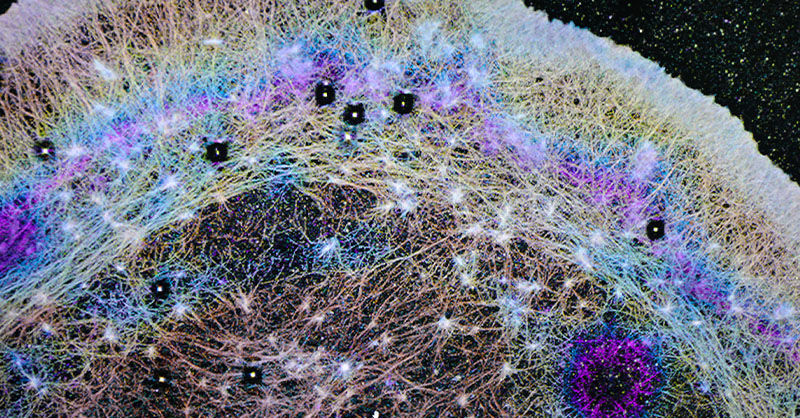 OHSU study uncovers internal cell 'trade winds' that drive movement and repair