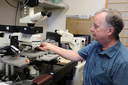 Investigación que vincula la tinnitus con la serotonina