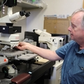 Investigación que vincula la tinnitus con la serotonina