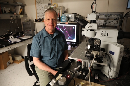 Investigación que vincula la tinnitus con la serotonina