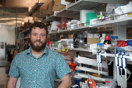 Laboratorio inmunológico demuestra el poder de las células B para agruparse y defender órganos contra el cáncer