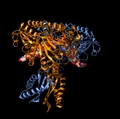 RNase_Dimer