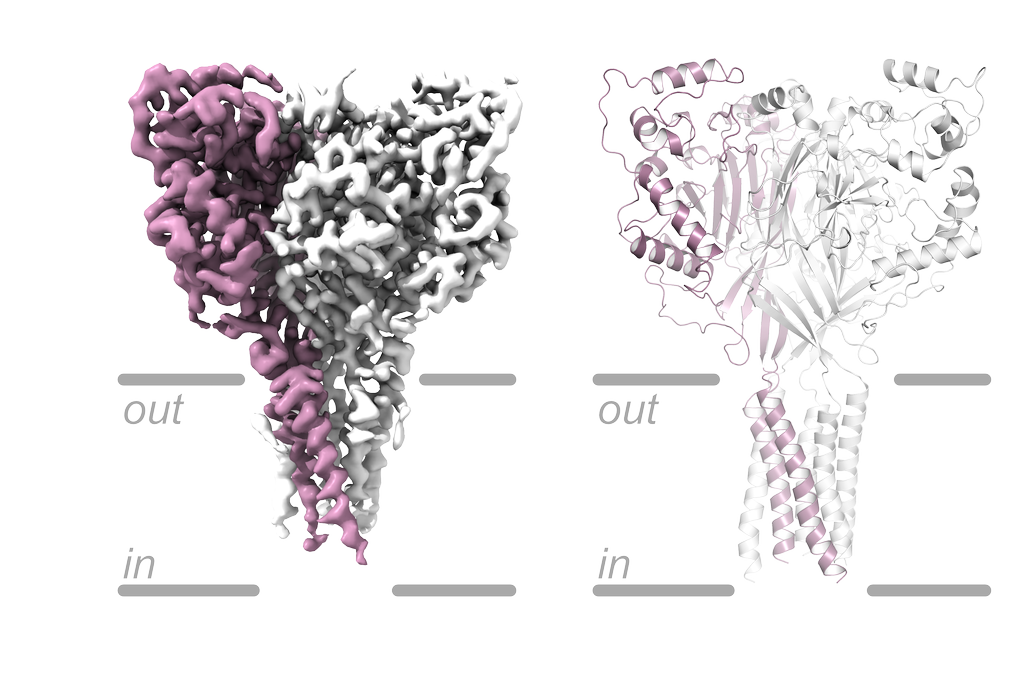 This cryo-EM structure of acid-sensing ion channel 1a, known as ASIC1a, reveals a previously unidentified conformational state. The gray lines represent the boundaries of the cell's membrane, showing how the protein sits within it, with the Structural models of a membrane protein shown in gray and purple, depicting the protein embedded in a cell membrane from two different scientific visualization methods.