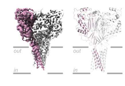 New images map key membrane protein in brain related to stroke