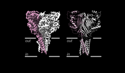 Nuevas imágenes muestran una proteína de membrana clave en el cerebro relacionada con el accidente cerebrovascular