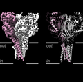 Stroke-related brain membrane protein mapped in new images - Baconguis lab