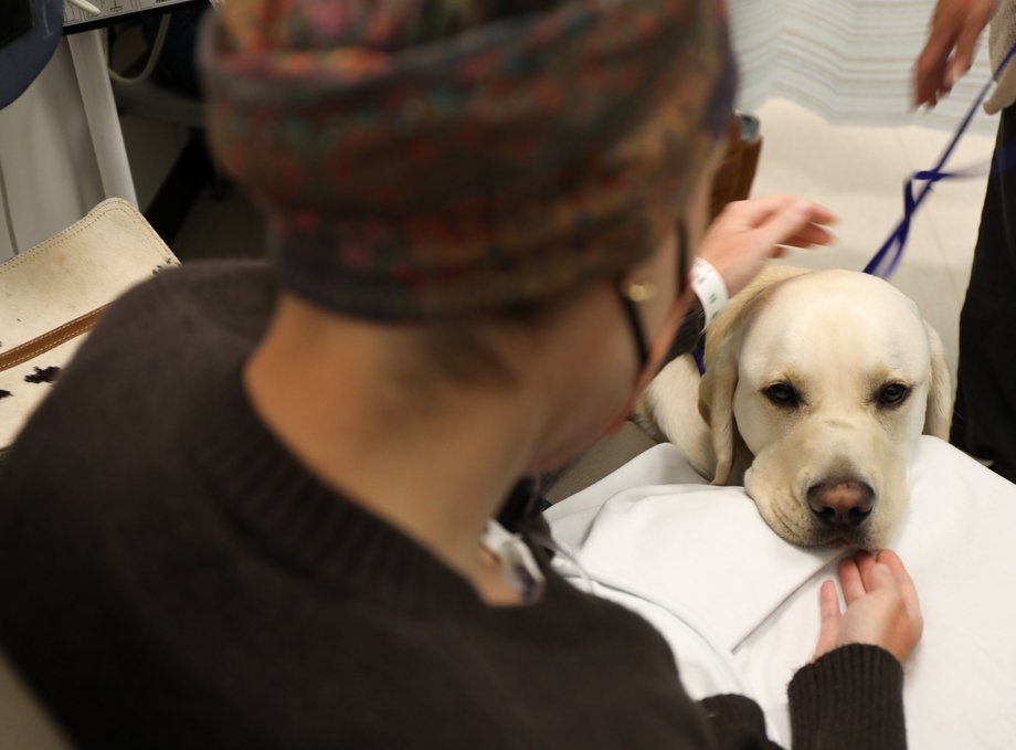'Doc' the assistance dog at OHSU Knight Cancer Institute