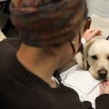 The ‘Doc’ is in: Assistance dog provides comfort to patients with cancer