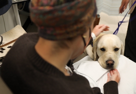 The ‘Doc’ is in: Assistance dog provides comfort to patients with cancer