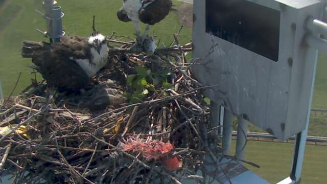 1309464804_tmp_osprey3