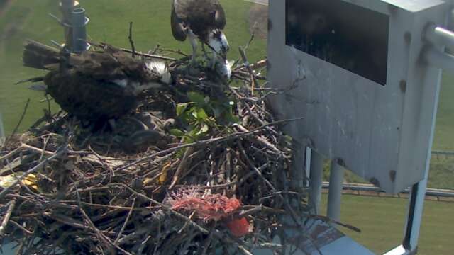 1309464820_tmp_osprey4