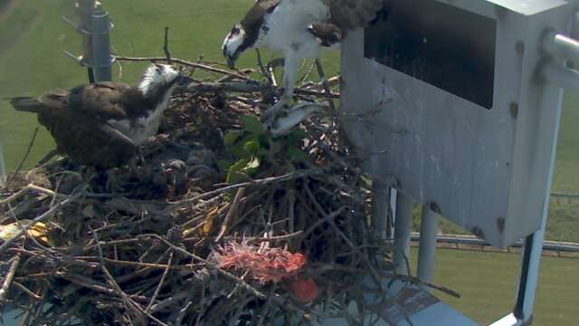 1309464862_tmp_osprey5