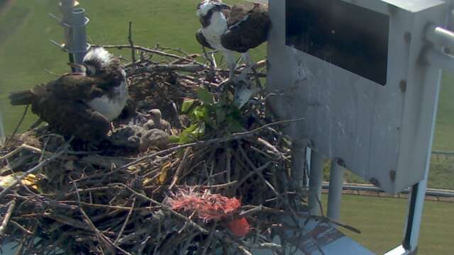 1309464895_tmp_osprey6