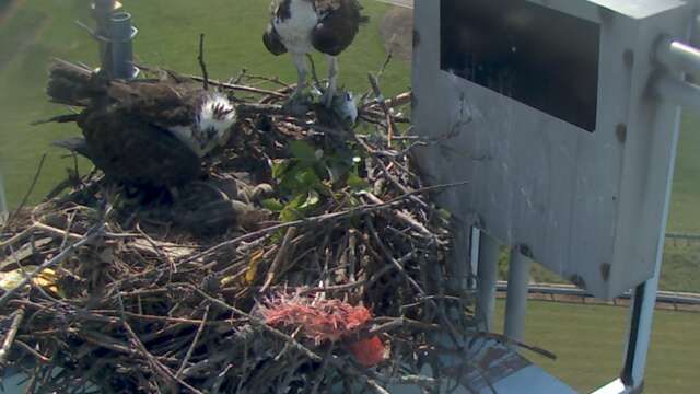 1309464926_tmp_osprey7