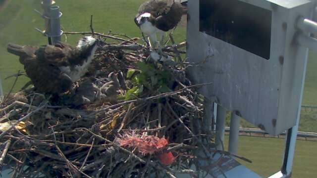 1309464960_tmp_osprey8