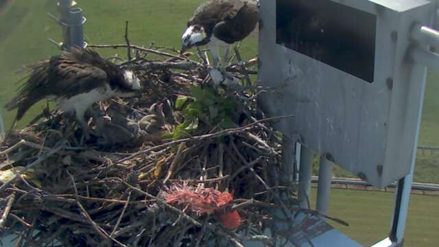 1309464982_tmp_osprey9