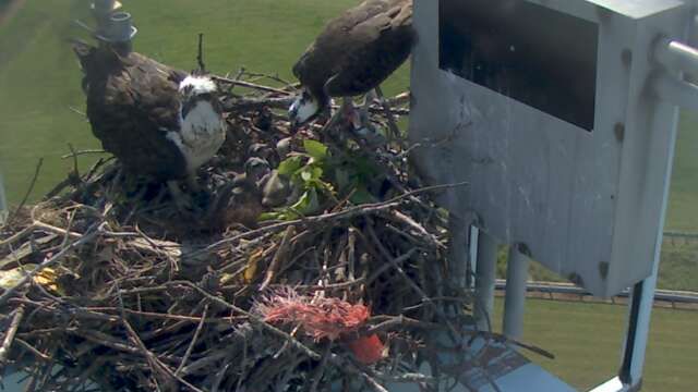 1309465011_tmp_osprey10