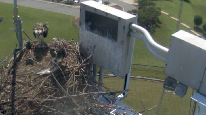 Osprey 2
