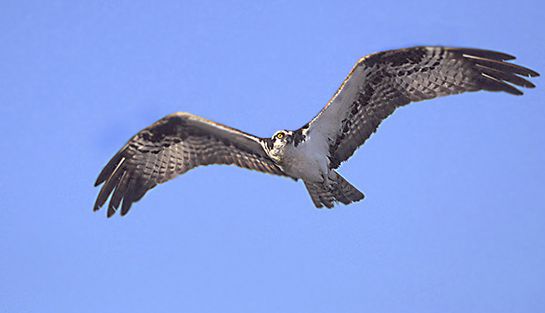 Osprey11