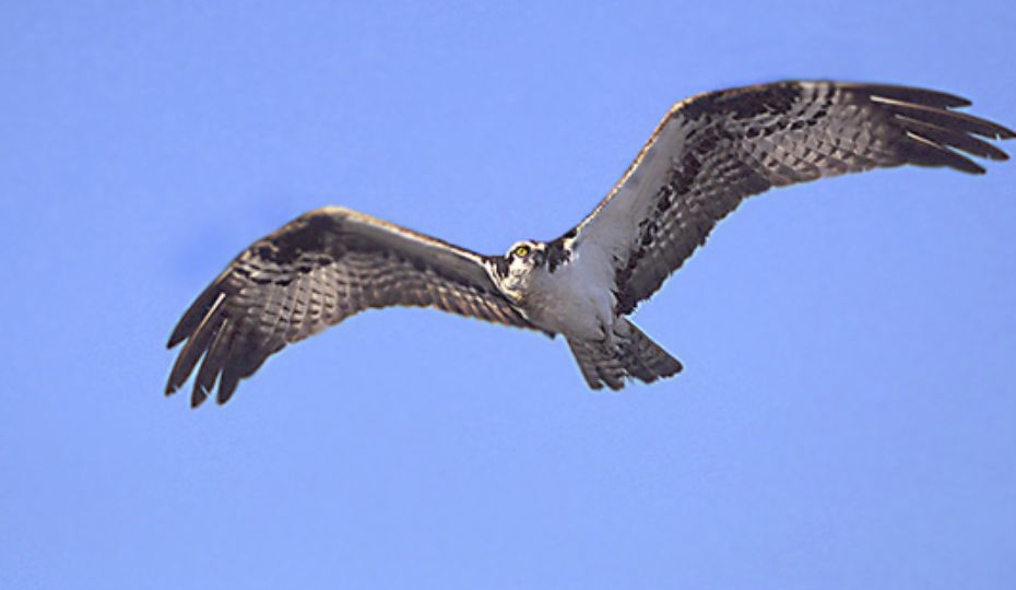 Catawba Nuclear Station - Premier Osprey Neighborhood