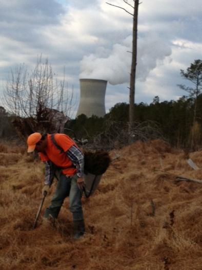 forestry-1
