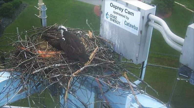 Osprey 6_201905132011