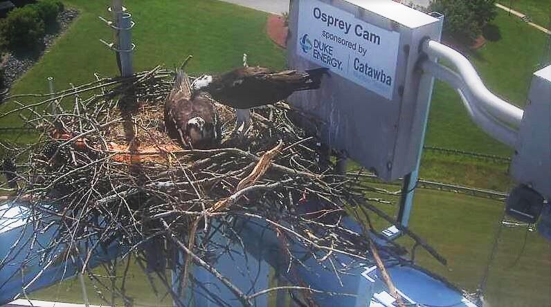 Osprey 10_201905132011